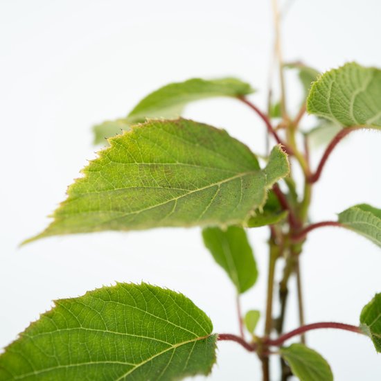 Close-up van de levendige groene bladeren en rode stelen van een kiwiplant.