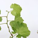Gedetailleerd beeld van groene druivenbladeren met duidelijke nerven.