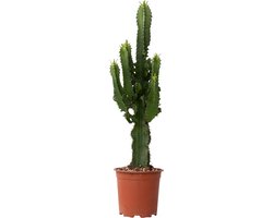 Euphorbia – Ingens – Cowboy Cactus – Hoogte 50-60cm