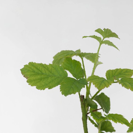 Groene bladeren en stengel van een jonge tayberry plant.