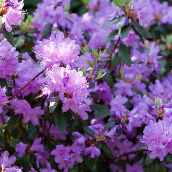 PLANT IN A BOX - Rhododendron Mix - Set de 3 Rhododendron - Pot ⌀9 cm - Hauteur ↕ 20-30 cm