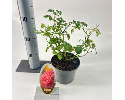 Rosa (H) 'Mirato' ® - Roos | 15-20 cm in pot