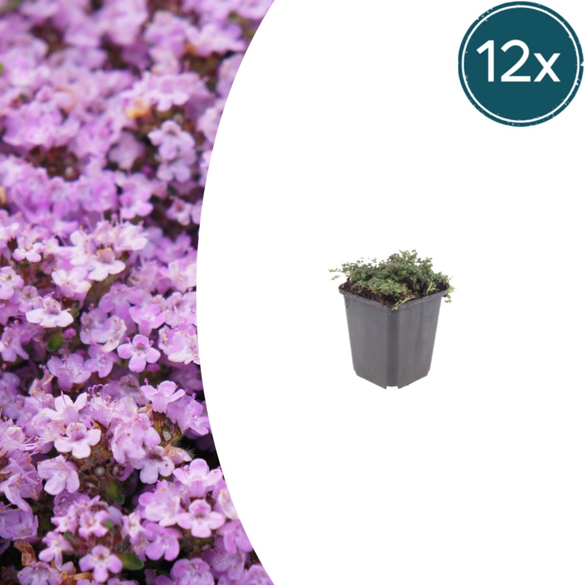 Tuinplantenshop.com | Thymus praecox 'Purple Beauty' | 12 stuks - Ø9cm - 10-25cm hoog - Tuinplant