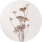 Verre acrylique Berce du Caucase