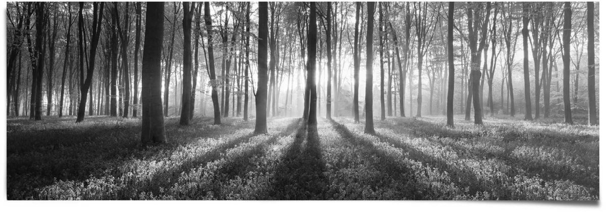 REINDERS Poster Bos Zonnestralen - 53 x 158 - Papier - REINDERS zwart