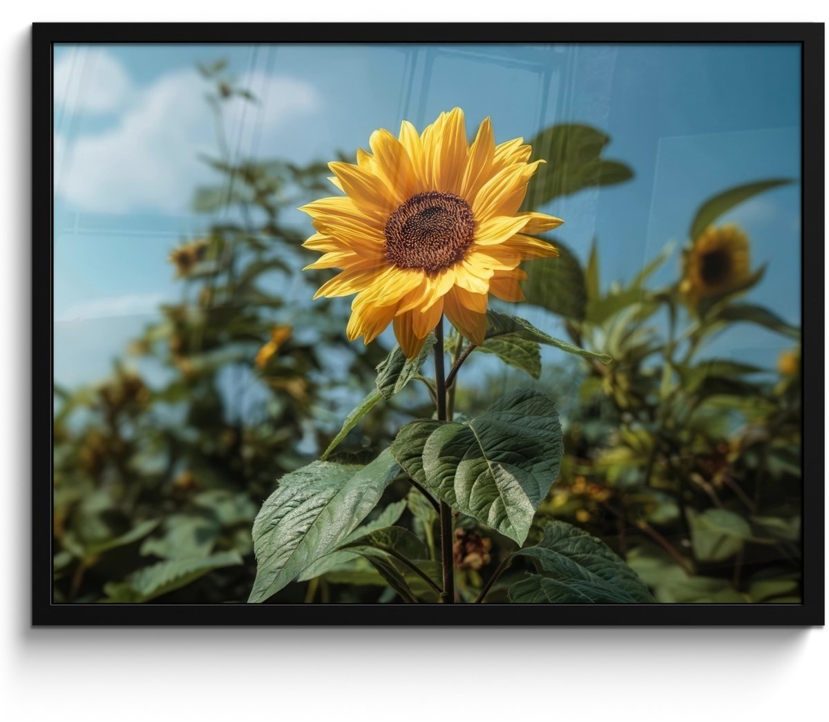 FrameYourWall Poster in lijst - Fotolijst 70x50 cm - Posters - Zonnebloemen - Helderblauwer lucht - Gras - Posterlijst zwart - Decoratie - Wanddecoratie woonkamer - Muurdecoratie slaapkamer Zonnebloemen - Lucht