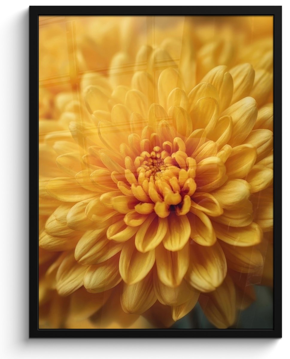 FrameYourWall Poster in lijst - Fotolijst 50x70 cm - Posters - Geel - Chrysant - Zachtheid - Posterlijst zwart - Decoratie - Wanddecoratie woonkamer - Muurdecoratie slaapkamer