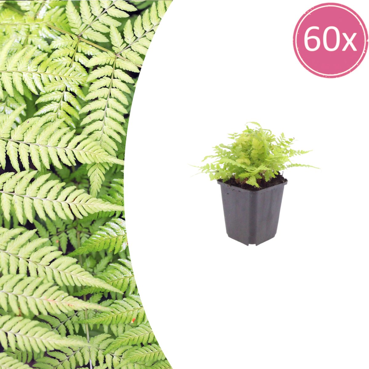 60 Stuks Mannetjesvaren, Frisgroene Winterharde Varen, Dryopteris filix-mas - 10-25cm - Ø9cm