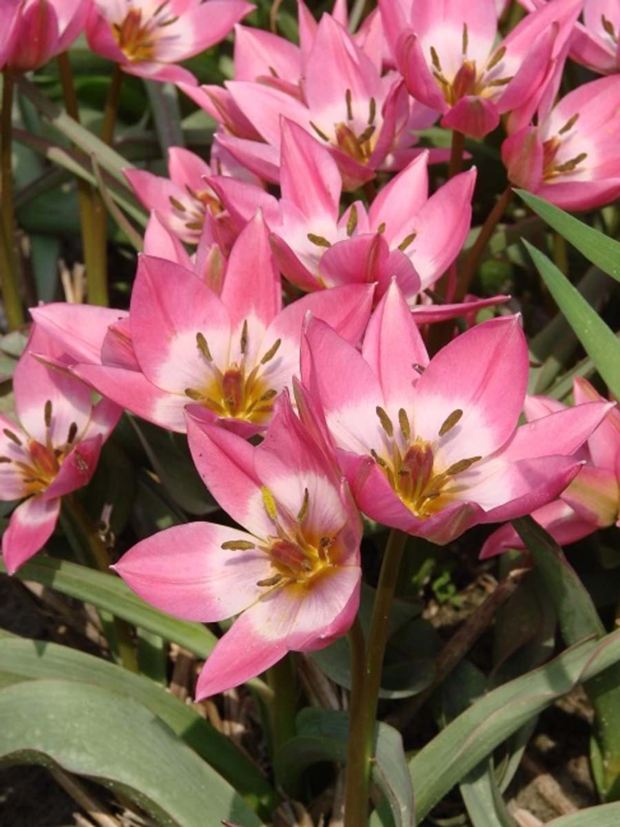 25x Tulpen 'Aucheriana' - BULBi® Bloembollen met bloeigarantie
