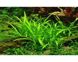 Waterplant Sagittaria subulata - Aquarium Plant - Decoratie Aquarium - Laboratorium Kweek - 1-2 Grow