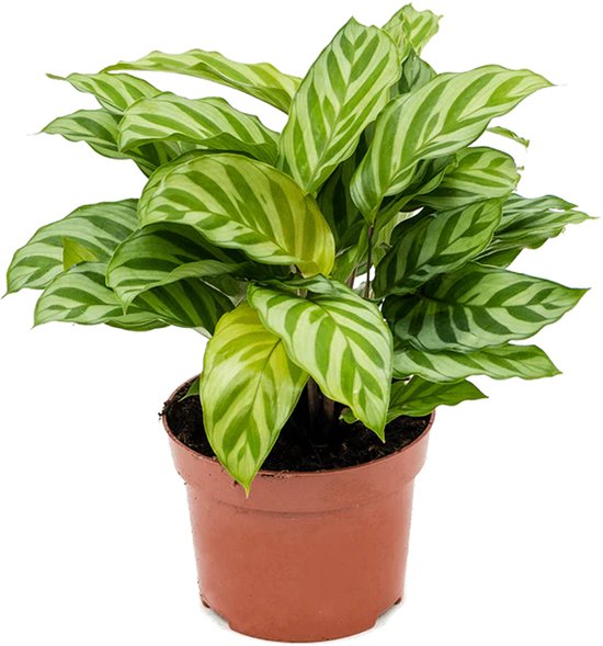 Calathea Freddie kopen