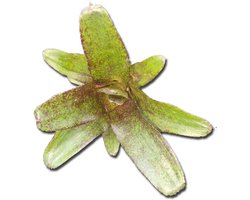 Neoregelia Atlantis Plant voor Thuis of Kantoor