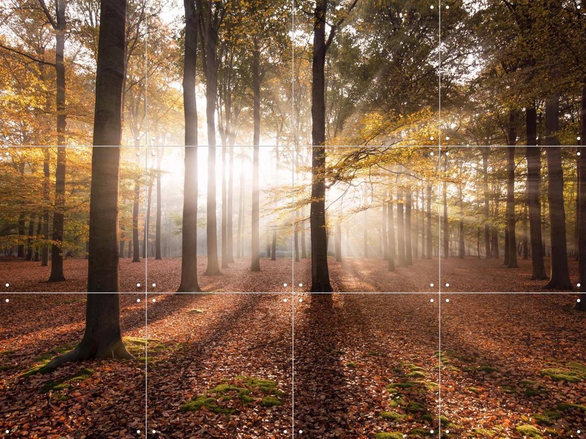 IXXI Autumn in the Forest, Claire Droppert - 80 x 60 cm - Gratis ophangtool - Grote wanddecoratie en posters - Naturalisme, Impressionisme