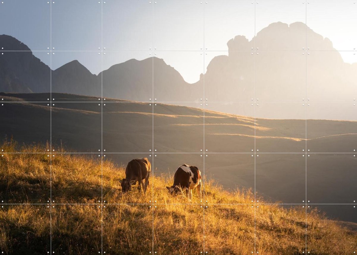 IXXI Trentino Cows in the Dolomites, Claire Droppert - 140 x 100 cm - Gratis ophangtool - Grote wanddecoratie en posters - Realisme, Fotografie