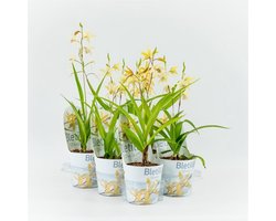 Moerings Bletilla striata 'Yellow' | Chinese grondorchidee | 20 cm hoog | In 12 cm pot | Gele bloei voor border en pot