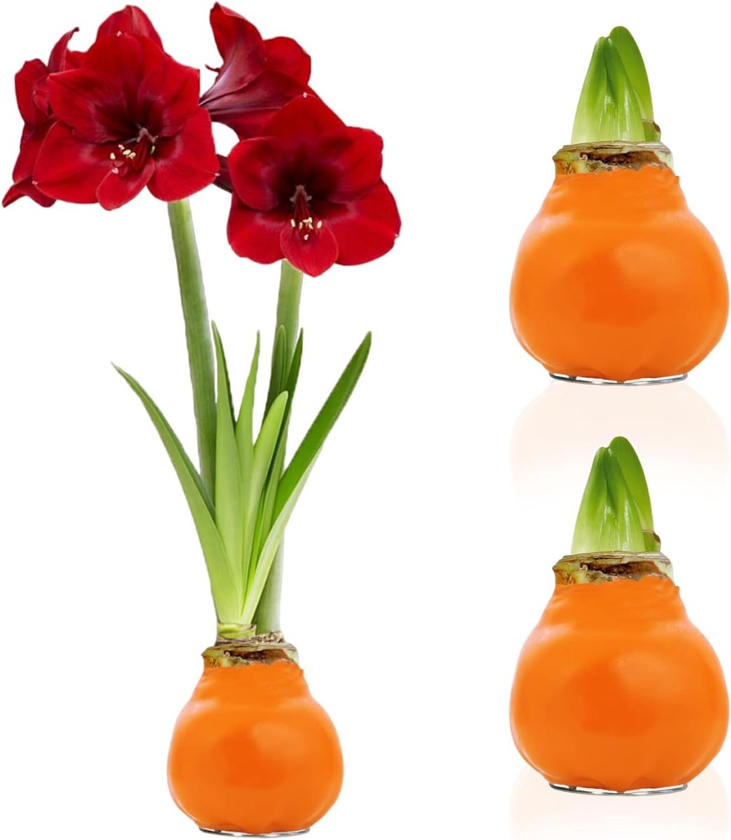 Amaryllis Bollen in Wax - Oranje - Bloembollen - 2 stuks - Bloem bollen - No Water Flower