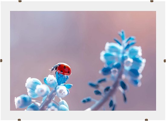 Homedecoration Misano - Fotolijst - Fotomaat - 61 X 71 Cm Zwart Mat 501265457