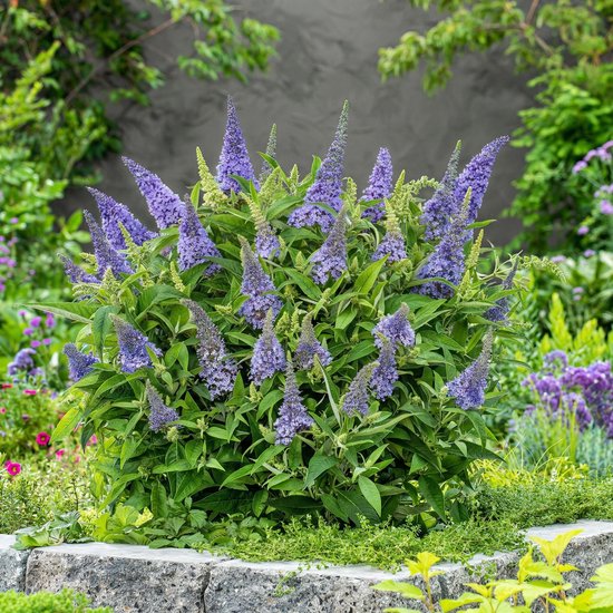 Plantenboetiek.nl | Buddleja davidii Butterfly Candy Little Lila ...