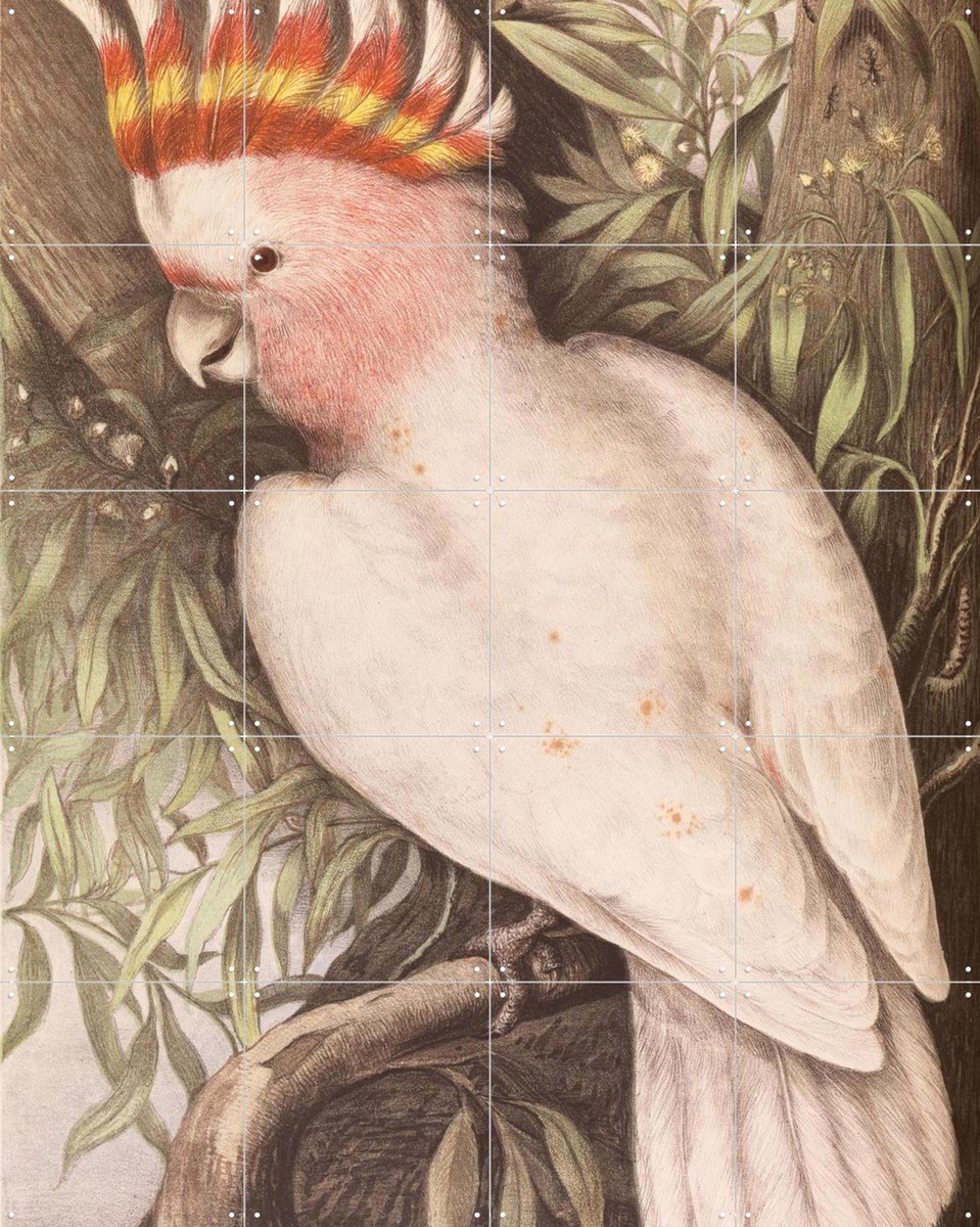 IXXI Cockatoo, Aster Edition - 80 x 100 cm - Gratis ophangtool - Grote wanddecoratie en posters - Naturalisme, Klassiek, Illustraties, Woonkamer