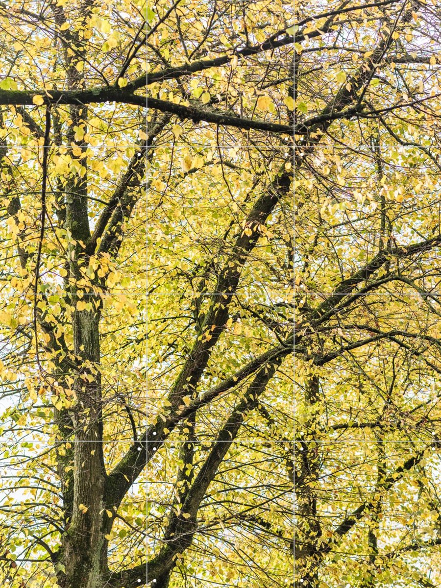 IXXI Yellow Autumn Trees, Photolovers - 60 x 80 cm - Gratis ophangtool - Grote wanddecoratie en posters - Naturalisme, Fotografie, Woonkamer