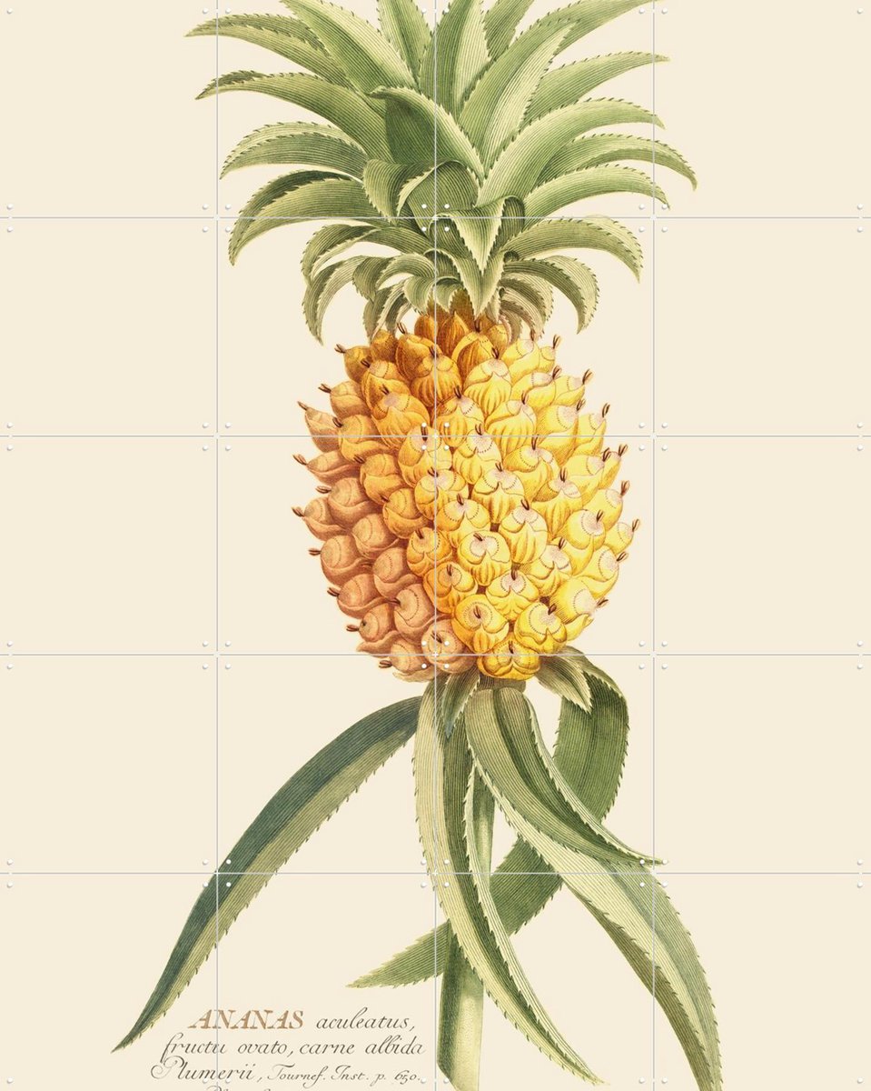 IXXI Ananas 2, Aster Edition - 80 x 100 cm - Gratis ophangtool - Grote wanddecoratie en posters - Decoratieve kunsten, Illustraties, Klassiek