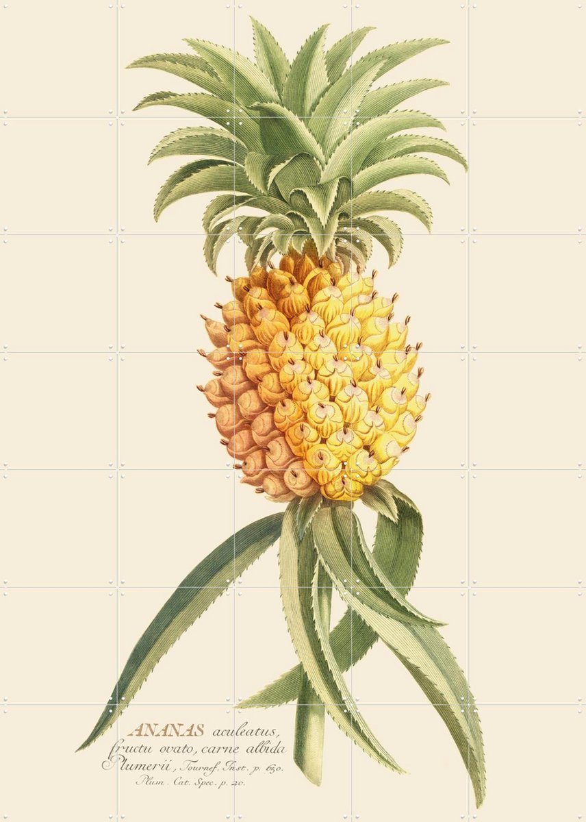 IXXI Ananas 2, Aster Edition - 100 x 140 cm - Gratis ophangtool - Grote wanddecoratie en posters - Decoratieve kunsten, Illustraties, Klassiek