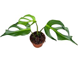 Monstera Burle Marx Flame - Kamerplant - Potmaat Ø17 cm