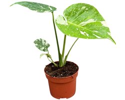 Monstera Thai Constellation - Kamerplant - Potmaat Ø10,5 cm
