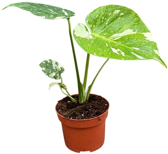 Monstera Thai Constellation - Kamerplant - Potmaat Ø10,5 cm