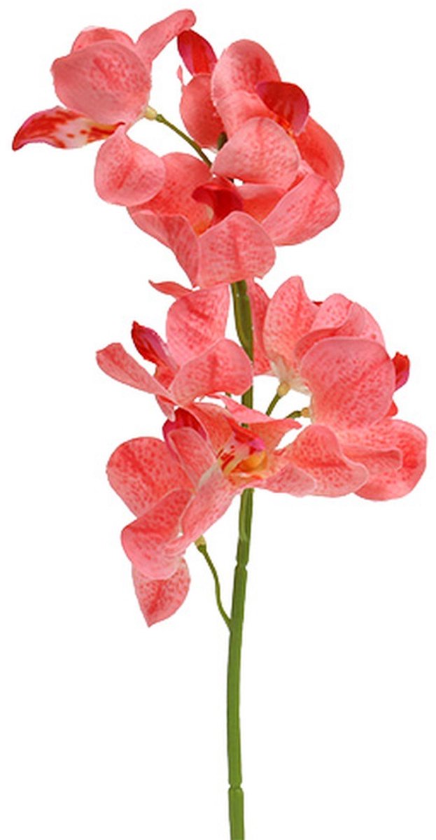 Viana Orchidee Mokara Zalm 50cm 6 st, 6 Stück Roze