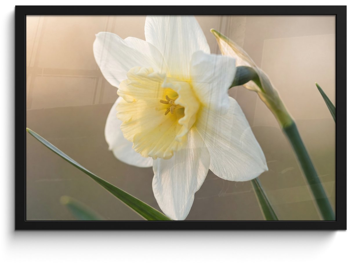 FrameYourWall Poster in lijst - Fotolijst 60x40 cm - Posters - Narcis - Bloem - Minimalistisch - Posterlijst zwart - Decoratie - Wanddecoratie woonkamer - Muurdecoratie slaapkamer Narcist - Bloem - Minimalistisch