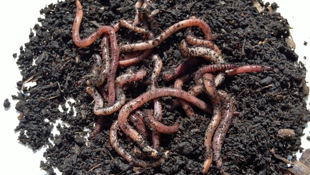 Pauwels Aardwormen