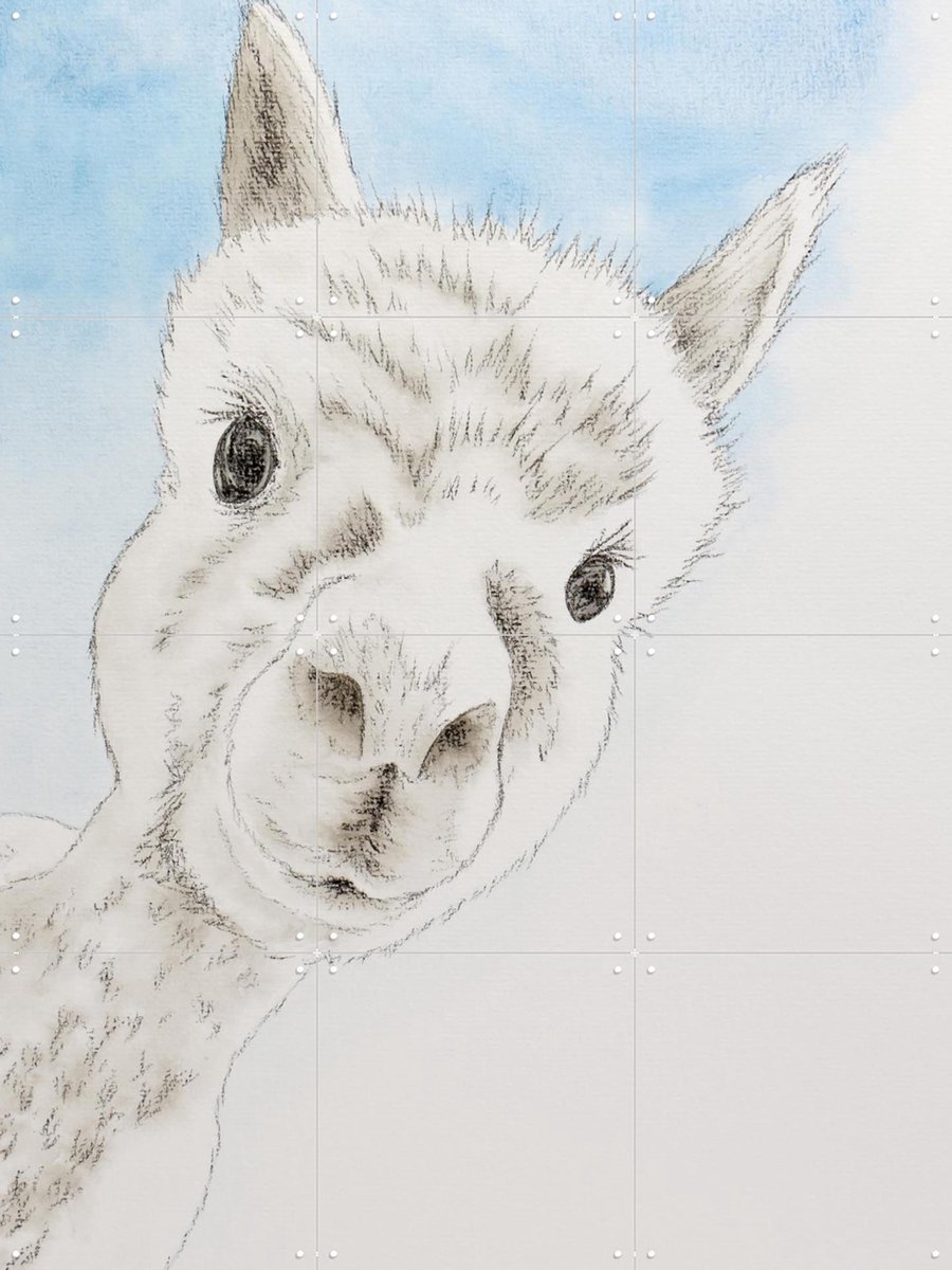 IXXI Curious Alpaca, Natalie Bruns - 60 x 80 cm - Gratis ophangtool - Grote wanddecoratie en posters - Minimalisme, Tekeningen, Illustraties, Speels