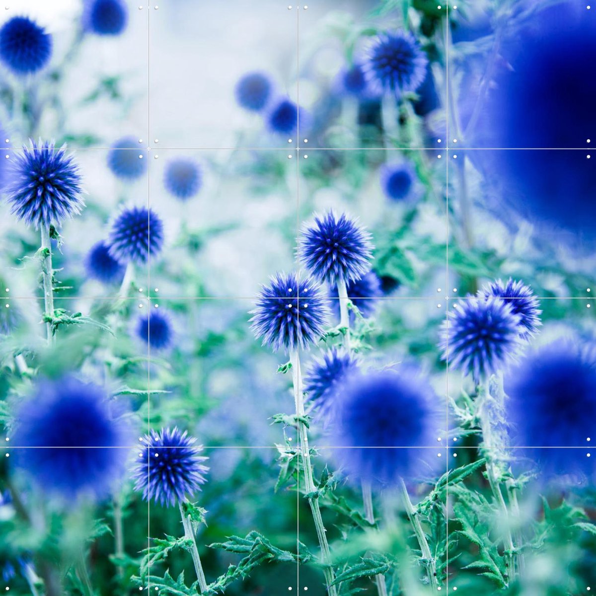 IXXI Dream Flowers Blue, Mareike Böhmer - 80 x 80 cm - Gratis ophangtool - Grote wanddecoratie en posters - Fotografie, Abstract, Kleurrijk