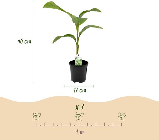 Een groene bananenplant in een zwarte pot, 40 cm hoog, 17 cm breed. Met plantenlabel en afmetingen.