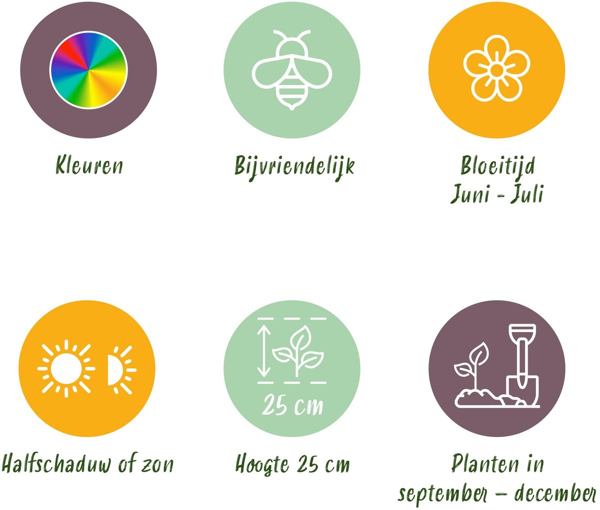 Green boutiQ - 30x Anemone de Caen Mix - Klaproosanemoon de Caen mix - Diversen - Voorjaarsbloeier - Bolmaat 5/6