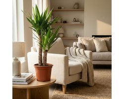 Green boutiQ - Kamerplant - Yucca (Palmlelie) - Yucca Elephantipes - Groen - Weinig onderhoud - 1 Plant - Pot 21cm - Hoogte 80 - 95cm