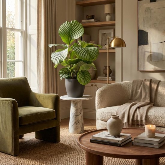 Green boutiQ - Kamerplant - Pauwenplant - Calathea Orbifolia - Groen - Weinig onderhoud - 1 Plant - met Potter Grijs - Pot 21cm - Hoogte 60 - 70cm