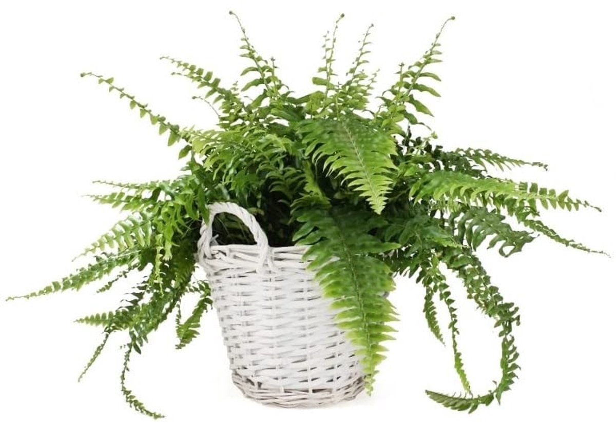 KOTARBAU® Plantenmand, Gevlochten Wilg, ⌀ 31 cm, Grijs, Rieten Mand Rond, met Handvatten, Mand voor Planten, Rieten Bloempot, Gevlochten Plantenmand- Rustiek Design