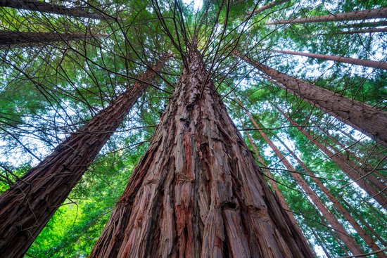Rode sequoia stammen gezien vanuit een laag perspectief, omringd door groen.