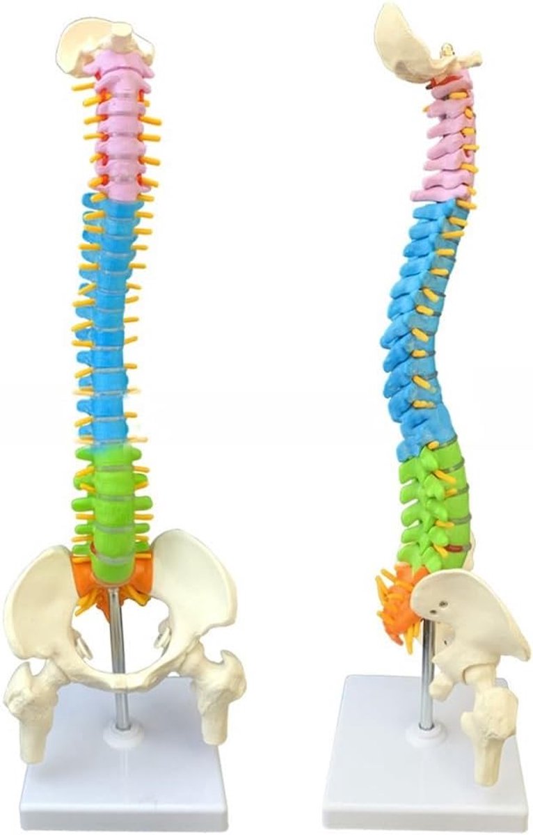 Wervelkolom Model - Anatomisch Skelet - Onderwijs Studie - Afneembaar Kleurrijk - 45 cm Hoogte - Gekleurd