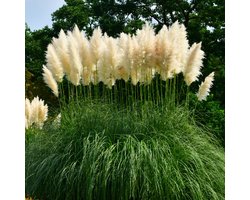 Pampasgras (Cortaderia Selloana) - White Feather - Grassen/kruiden - Groenblijvend - Snijbloemen - Vaste planten