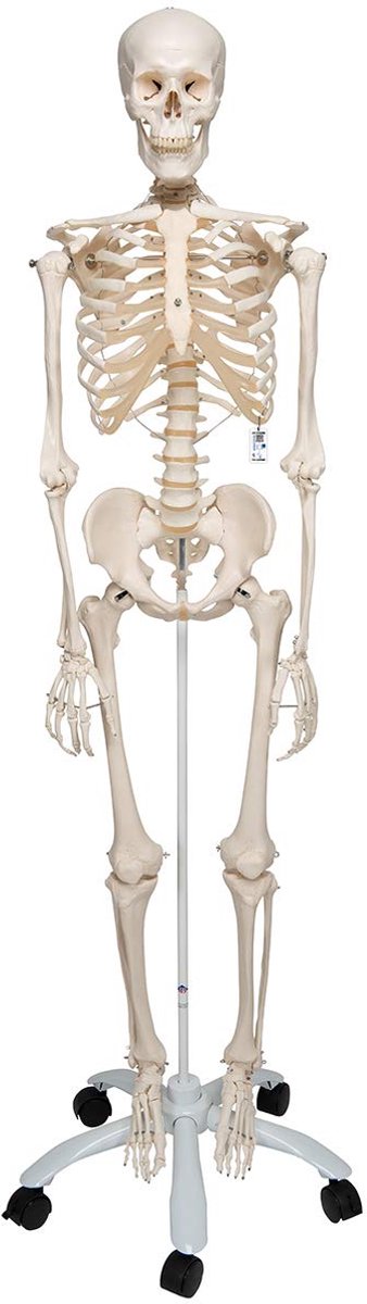 Menselijk skeletmodel met gratis anatomiesoftware voor anatomisch onderwijs