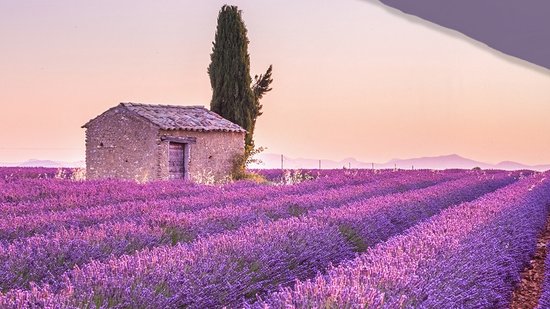 Pure dekbedovertrek lavendel - 1 persoons 140x200/220 cm - Paars - Microvezel van Pure — afbeelding 4