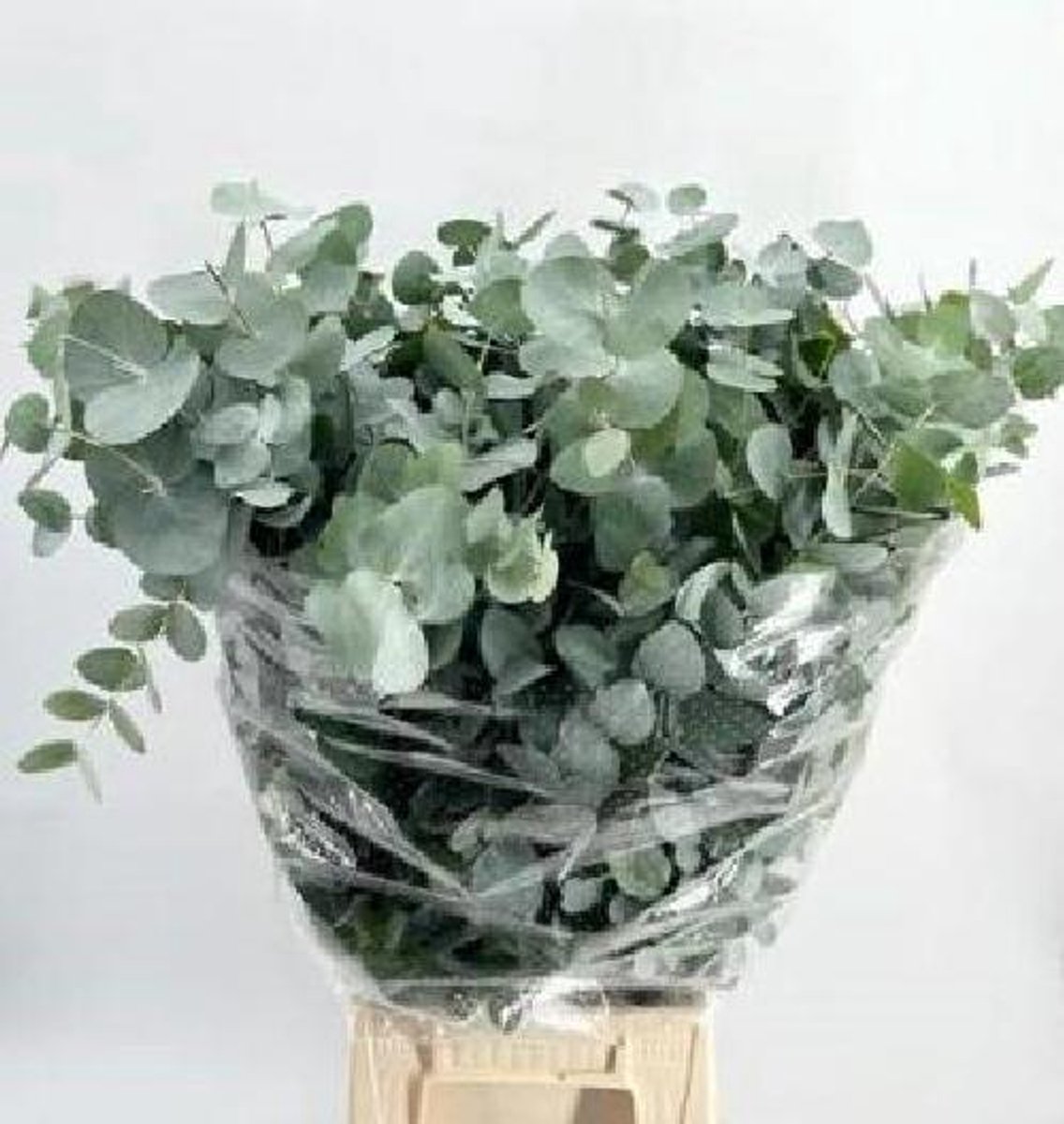 5x Sg eucalyptus cin.(bos) 70cm