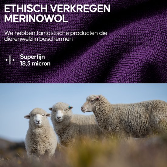 Detail van paarse superfijne 18,5 micron merino wol. Twee schapen in een veld van gras.