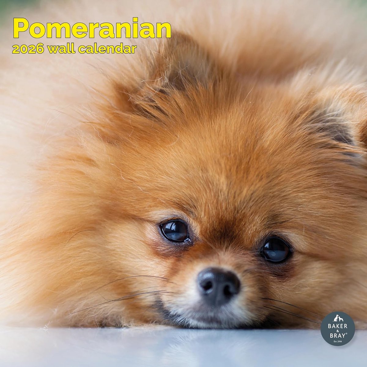Pomeranian Kalender 2027