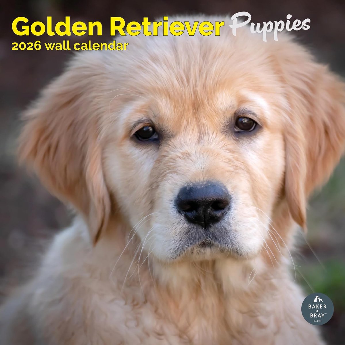 Golden Retriever Puppies Kalender 2027