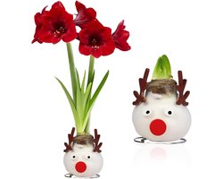 Amaryllis Wax Bol - Rendeer - Bloembollen - 1 stuk - Rood - Bloem bollen - No Water Flower