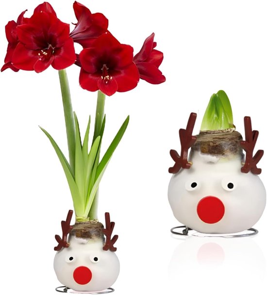 Amaryllis Wax Bol - Rendeer - Bloembollen - 1 stuk - Rood - Bloem bollen - No Water Flower